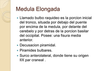 Medula Elongada
 Llamado bulbo raquideo es la porcion inicial
del tronco, situada por debajo del puente
por encima de la medula, por delante del
cerebelo y por detras de la porcion basilar
del occipital. Posee: una fisura media
anterior.
 Decusacion piramidal.
 Piramides bulbares.
 Surco anterolateral, donde tiene su origen
IIX par craneal .
 