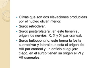  Olivas que son dos elevaciones producidas
por el nucleo olivar inferior.
 Surco retroolivar.
 Surco posterolateral, en este tienen su
origen los nervios IX, X y XI par craneal.
 Surco bulbopontino, este forma la fosita
supraolivar y lateral que esta el origen del
VIII par craneal y un orificio el agujero
ciego, en el surco tienen su origen el VI y
VII craneales.
 