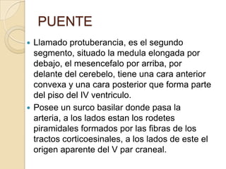 PUENTE
 Llamado protuberancia, es el segundo
segmento, situado la medula elongada por
debajo, el mesencefalo por arriba, por
delante del cerebelo, tiene una cara anterior
convexa y una cara posterior que forma parte
del piso del IV ventriculo.
 Posee un surco basilar donde pasa la
arteria, a los lados estan los rodetes
piramidales formados por las fibras de los
tractos corticoesinales, a los lados de este el
origen aparente del V par craneal.
 