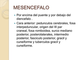 MESENCEFALO
 Por encima del puente y por debajo del
diencefalo .
 Cara anterior: pedunculos cerebrales, fosa
interpeduncular, origen del III par
craneal, fosa romboidea, surco mediano
posterior, posterolaterales, intermedio
posterior, fasciculo posterior, gracil y
cuneiforme y tuberculos gracil y
cuneiforme.
 