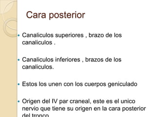 Cara posterior
 Canaliculos superiores , brazo de los
canaliculos .
 Canaliculos inferiores , brazos de los
canaliculos.
 Estos los unen con los cuerpos geniculado
 Origen del IV par craneal, este es el unico
nervio que tiene su origen en la cara posterior
 