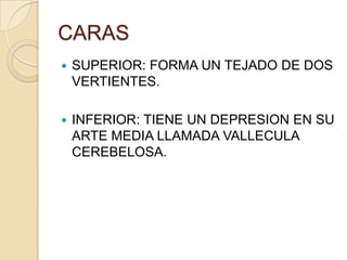 CARAS
 SUPERIOR: FORMA UN TEJADO DE DOS
VERTIENTES.
 INFERIOR: TIENE UN DEPRESION EN SU
ARTE MEDIA LLAMADA VALLECULA
CEREBELOSA.
 