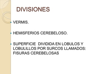 DIVISIONES
 VERMIS.
 HEMISFERIOS CEREBELOSO.
 SUPERFICIE DIVIDIDA EN LOBULOS Y
LOBULILLOS POR SURCOS LLAMADOS:
FISURAS CEREBELOSAS
 