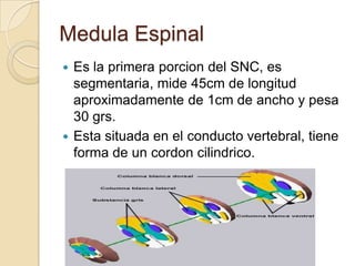Medula Espinal
 Es la primera porcion del SNC, es
segmentaria, mide 45cm de longitud
aproximadamente de 1cm de ancho y pesa
30 grs.
 Esta situada en el conducto vertebral, tiene
forma de un cordon cilindrico.
 