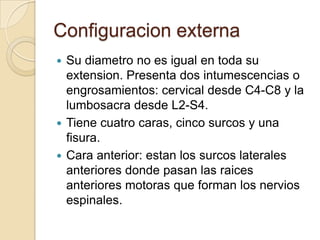 Configuracion externa
 Su diametro no es igual en toda su
extension. Presenta dos intumescencias o
engrosamientos: cervical desde C4-C8 y la
lumbosacra desde L2-S4.
 Tiene cuatro caras, cinco surcos y una
fisura.
 Cara anterior: estan los surcos laterales
anteriores donde pasan las raices
anteriores motoras que forman los nervios
espinales.
 
