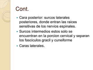 Cont.
 Cara posterior: surcos laterales
posteriores, donde entran las raices
sensitivas de los nervios espinales.
 Surcos intermedios estos solo se
encuentran en la porcion cervical y separan
los fasciculos gracil y cuneiforme
 Caras laterales.
 