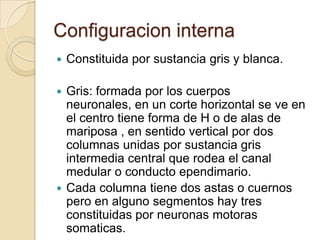 Configuracion interna
 Constituida por sustancia gris y blanca.
 Gris: formada por los cuerpos
neuronales, en un corte horizontal se ve en
el centro tiene forma de H o de alas de
mariposa , en sentido vertical por dos
columnas unidas por sustancia gris
intermedia central que rodea el canal
medular o conducto ependimario.
 Cada columna tiene dos astas o cuernos
pero en alguno segmentos hay tres
constituidas por neuronas motoras
somaticas.
 