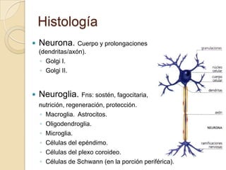 Histología
 Neurona. Cuerpo y prolongaciones
(dendritas/axón).
◦ Golgi I.
◦ Golgi II.
 Neuroglia. Fns: sostén, fagocitaria,
nutrición, regeneración, protección.
◦ Macroglia. Astrocitos.
◦ Oligodendroglia.
◦ Microglia.
◦ Células del epéndimo.
◦ Células del plexo coroideo.
◦ Células de Schwann (en la porción periférica).
 