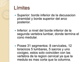 Límites
 Superior: borde inferior de la decusacion
piramidal y borde superior del arco
posterior.
 Inferior: a nivel del borde inferior de la
segunda vertebra lumbar, donde termina el
cono medular.
 Posee 31 segmentos: 8 cervicales, 12
toracicos 5 lumbares, 5 sacros y uno
cocigeo, estos solo coinciden con las
vertebra de la region cervical ya que la
medula es mas corta que la columna.
 