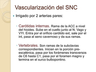 Vascularización del SNC
 Irrigado por 2 arterias pares:
◦ Carótidas internas. Rama de la ACC a nivel
del hioides. Sube en el cuello junto al N. Vago y
VYI. Entra por el orificio carótido ext, sale por el
int, pasa al seno cavernoso y da sus ramas.
◦ Vertebrales. Son ramas de la subclavias
correspondientes. Inician en la porción pre-
escalénica, pasa por los forámenes transversos
de C6 hasta C1, pasa por el foramen magno y
termina en el surco bulbopontino.
 