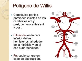 Polígono de Willis
 Constituido por las
porciones inicales de las
cerebrales ant y
post, comunicantes ant
y post.
 Situación: en la cara
inferior de los
hemisferios, alrededor
de la hipófisis y en el
esp subaracnoideo.
 Fn: suple sangre en
caso de obstrucción.
 
