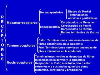 Reseptor Pacini Ruffini sistema_nervioso_central_periferico mordi.ppt