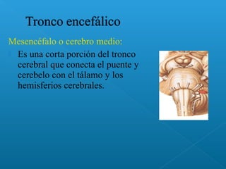 Mesencéfalo o cerebro medio:
 Es una corta porción del tronco
cerebral que conecta el puente y
cerebelo con el tálamo y los
hemisferios cerebrales.
 