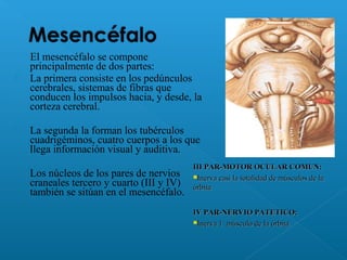El mesencéfalo se compone
principalmente de dos partes:
 La primera consiste en los pedúnculos
cerebrales, sistemas de fibras que
conducen los impulsos hacia, y desde, la
corteza cerebral.
 La segunda la forman los tubérculos
cuadrigéminos, cuatro cuerpos a los que
llega información visual y auditiva.
 Los núcleos de los pares de nervios
craneales tercero y cuarto (III y IV)
también se sitúan en el mesencéfalo.
III PAR-MOTOR OCULAR COMUN:III PAR-MOTOR OCULAR COMUN:
Inerva casi la totalidad de músculos de laInerva casi la totalidad de músculos de la
órbitaórbita
IV PAR-NERVIO PATETICO:IV PAR-NERVIO PATETICO:
Inerva 1 músculo de la órbitaInerva 1 músculo de la órbita
 