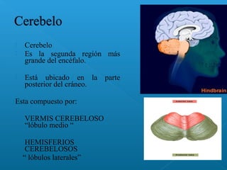 Cerebelo
 Es la segunda región más
grande del encéfalo.
 Está ubicado en la parte
posterior del cráneo.
Esta compuesto por:
 VERMIS CEREBELOSO
“lóbulo medio “
 HEMISFERIOS
CEREBELOSOS
“ lóbulos laterales”
 