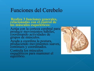 Realiza 3 funciones generales,
relacionadas con el control de
los músculos esqueléticos:
 Actúa con la corteza cerebral para
producir movimientos hábiles,
coordinando actividades de
grupos de músculos.
 Ayuda a coordina la postura,
produciendo movimientos suaves,
continuos y coordinados.
 Controla los músculos
esqueléticos para mantener el
equilibrio.
 