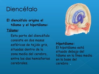 El diencéfalo origina el
tálamo y el hipotálamo:
Tálamo:
 Esta parte del diencéfalo
consiste en dos masas
esféricas de tejido gris,
situadas dentro de la
zona media del cerebro,
entre los dos hemisferios
cerebrales.
Hipotálamo:
El hipotálamo está
situado debajo del
tálamo en la línea media
en la base del
cerebro .
 