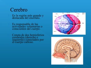  Es la región más grande y
destacada del encéfalo.
 Es responsable de las
actividades voluntarias o
conscientes del cuerpo.
 Consta de dos hemisferios
cerebrales (derecho e
izquierdo) conectados por
el cuerpo calloso.
 
