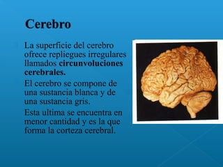  La superficie del cerebro
ofrece repliegues irregulares
llamados circunvoluciones
cerebrales.
 El cerebro se compone de
una sustancia blanca y de
una sustancia gris.
 Esta ultima se encuentra en
menor cantidad y es la que
forma la corteza cerebral.
 