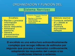ORGANIZACIÓN Y FUNCIÓN DELORGANIZACIÓN Y FUNCIÓN DEL
Sistema NerviosoSistema Nervioso
Sistema Nervioso Central
(SNC)
• Recibe y procesa
información;
• Inicia acción de
respuesta
Sistema Nervioso Central
(SNC)
• Recibe y procesa
información;
• Inicia acción de
respuesta
Encéfalo
• Recibe y procesa
información
sensorial;
• Inicia respuesta;
• Almacena
memoria;
• Genera
pensamientos
y emociones
Encéfalo
• Recibe y procesa
información
sensorial;
• Inicia respuesta;
• Almacena
memoria;
• Genera
pensamientos
y emociones
Médula espinal
• Conduce señales
al y desde el
cerebro
• Controla
actividades
reflejas
Médula espinal
• Conduce señales
al y desde el
cerebro
• Controla
actividades
reflejas
El encéfalo es una estructura extraordinariamente
compleja que recoge millones de estímulos por
segundo que procesa y memoriza continuamente,
adaptando las respuestas del cuerpo a las
condiciones internas o externas.
 