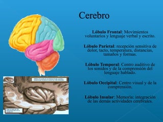  Lóbulo Frontal: Movimientos
voluntarios y lenguaje verbal y escrito.
 Lóbulo Parietal: recepción sensitiva de
dolor, tacto, temperatura, distancias,
tamaños y formas.
 Lóbulo Temporal: Centro auditivo de
los sonidos y de la comprensión del
lenguaje hablado.
 Lóbulo Occipital: Centro visual y de la
comprensión.
 Lóbulo Insular: Memoria: integración
de las demás actividades cerebrales.
 