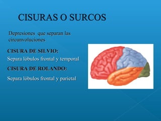 Depresiones que separan lasDepresiones que separan las
circunvolucionescircunvoluciones
CISURA DE SILVIO:CISURA DE SILVIO:
Separa lóbulos frontal y temporalSepara lóbulos frontal y temporal
CISURA DE ROLANDO:CISURA DE ROLANDO:
Separa lóbulos frontal y parietalSepara lóbulos frontal y parietal
 