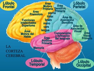 LóbuloLóbulo
FrontalFrontal
FuncionesFunciones
IntelectualesIntelectuales
SuperioresSuperiores
ÁreaÁrea
MotoraMotora
PrimariaPrimaria
AreaArea
PremotoraPremotora
ÁreaÁrea
Motora delMotora del
HablaHabla
piernapierna
tóraxtórax
brazobrazo
manomano
caracara
lengualengua
LóbuloLóbulo
ParietalParietalÁreaÁrea
SensitivaSensitiva
PrimariaPrimaria
Área deÁrea de
AsociaciónAsociación
SensitivaSensitiva
LóbuloLóbulo
OccipitalOccipital
ÁreaÁrea
VisualVisual
PrimariaPrimaria
Área deÁrea de
AsociaciónAsociación
VisualVisual
LóbuloLóbulo
TemporalTemporal
MemoriaMemoria
ÁreaÁrea
AuditivaAuditiva
PrimariaPrimaria
ComprensiónComprensión
y formacióny formación
del lenguajedel lenguaje
 
