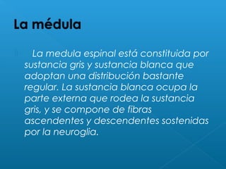     La medula espinal está constituida por
sustancia gris y sustancia blanca que
adoptan una distribución bastante
regular. La sustancia blanca ocupa la
parte externa que rodea la sustancia
gris, y se compone de fibras
ascendentes y descendentes sostenidas
por la neuroglia.

 