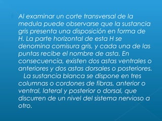  Al examinar un corte transversal de la
medula puede observarse que la sustancia
gris presenta una disposición en forma de
H. La parte horizontal de esta H se
denomina comisura gris, y cada una de las
puntas recibe el nombre de asta. En
consecuencia, existen dos astas ventrales o
anteriores y dos astas dorsales o posteriores.
   La sustancia blanca se dispone en tres
columnas o cordones de fibras, anterior o
ventral, lateral y posterior o dorsal, que
discurren de un nivel del sistema nervioso a
otro.
 
