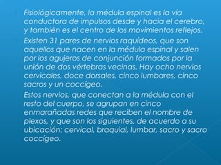  Fisiológicamente, la médula espinal es la vía
conductora de impulsos desde y hacia el cerebro,
y también es el centro de los movimientos reflejos.
 Existen 31 pares de nervios raquídeos, que son
aquellos que nacen en la médula espinal y salen
por los agujeros de conjunción formados por la
unión de dos vértebras vecinas. Hay ocho nervios
cervicales, doce dorsales, cinco lumbares, cinco
sacros y un coccígeo.
 Estos nervios, que conectan a la médula con el
resto del cuerpo, se agrupan en cinco
enmarañadas redes que reciben el nombre de
plexos, y que son los siguientes, de acuerdo a su
ubicación: cervical, braquial, lumbar, sacro y sacro
coccígeo.
 