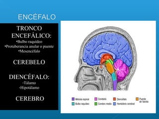 TRONCO
ENCEFÁLICO:
•Bulbo raquídeo
•Protuberancia anular o puente
•Mesencéfalo
CEREBELO
DIENCÉFALO:
-Tálamo
-Hipotálamo
CEREBRO
 