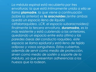  La médula espinal está recubierta por tres
envolturas; la que está íntimamente unida a ella se
llama piamadre, la que viene a continuación
(sobre la anterior) es la aracnoides (entre ambas
queda un espacio lleno de líquido
céfalorraquídeo, LCR, el espacio subaracnoideo);
finalmente la tercera envoltura, duramadre, es la
más resistente y está cubriendo a las anteriores,
quedando un espacio entre esta última y las
paredes óseas del conducto raquídeo, este
espacio se llama epidural y está lleno de tejido
adiposo y vasos sanguíneos. Estas cubiertas,
además de servir como medio de protección,
sirven como medio de sostén o soporte de la
médula, ya que presentan adherencias a los
huesos que la rodean.
 