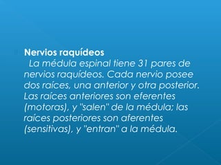  Nervios raquídeos
  La médula espinal tiene 31 pares de
nervios raquídeos. Cada nervio posee
dos raíces, una anterior y otra posterior.
Las raíces anteriores son eferentes
(motoras), y "salen" de la médula; las
raíces posteriores son aferentes
(sensitivas), y "entran" a la médula.
 