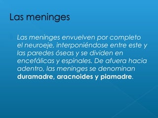 Las meninges envuelven por completo
el neuroeje, interponiéndose entre este y
las paredes óseas y se dividen en
encefálicas y espinales. De afuera hacia
adentro, las meninges se denominan
duramadre, aracnoides y piamadre.
 