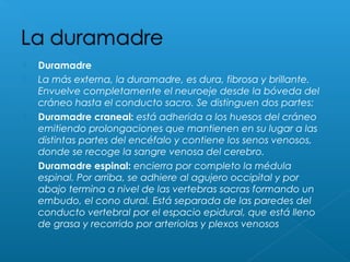  Duramadre
 La más externa, la duramadre, es dura, fibrosa y brillante.
Envuelve completamente el neuroeje desde la bóveda del
cráneo hasta el conducto sacro. Se distinguen dos partes:
 Duramadre craneal: está adherida a los huesos del cráneo
emitiendo prolongaciones que mantienen en su lugar a las
distintas partes del encéfalo y contiene los senos venosos,
donde se recoge la sangre venosa del cerebro.
 Duramadre espinal: encierra por completo la médula
espinal. Por arriba, se adhiere al agujero occipital y por
abajo termina a nivel de las vertebras sacras formando un
embudo, el cono dural. Está separada de las paredes del
conducto vertebral por el espacio epidural, que está lleno
de grasa y recorrido por arteriolas y plexos venosos
 