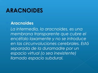  Aracnoides
 La intermedia, la aracnoides, es una
membrana transparente que cubre el
encéfalo laxamente y no se introduce
en las circunvoluciones cerebrales. Está
separada de la duramadre por un
espacio virtual (o sea inexistente)
llamado espacio subdural.
 