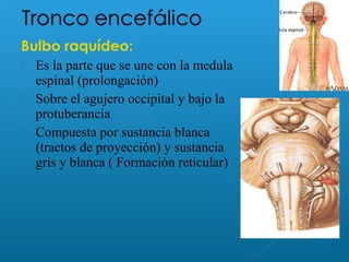 Bulbo raquídeo:
 Es la parte que se une con la medula
espinal (prolongación)
 Sobre el agujero occipital y bajo la
protuberancia
 Compuesta por sustancia blanca
(tractos de proyección) y sustancia
gris y blanca ( Formación reticular)
 