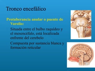Protuberancia anular o puente de
Varolio:
 Situada entre el bulbo raquídeo y
el mesencéfalo, está localizada
enfrente del cerebelo
 Compuesta por sustancia blanca y
formación reticular
 