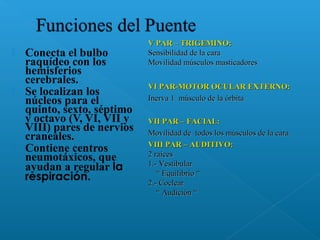  Conecta el bulbo
raquídeo con los
hemisferios
cerebrales.
 Se localizan los
núcleos para el
quinto, sexto, séptimo
y octavo (V, VI, VII y
VIII) pares de nervios
craneales.
 Contiene centros
neumotáxicos, que
ayudan a regular la
respiración.
V PAR – TRIGEMINO:V PAR – TRIGEMINO:
Sensibilidad de la caraSensibilidad de la cara
Movilidad músculos masticadoresMovilidad músculos masticadores
VI PAR-MOTOR OCULAR EXTERNO:VI PAR-MOTOR OCULAR EXTERNO:
Inerva 1 músculo de la órbitaInerva 1 músculo de la órbita
VII PAR – FACIAL:VII PAR – FACIAL:
Movilidad de todos los músculos de la caraMovilidad de todos los músculos de la cara
VIII PAR – AUDITIVO:VIII PAR – AUDITIVO:
2 raíces2 raíces
1.- Vestibular1.- Vestibular
““ Equilibrio “Equilibrio “
2.- Coclear2.- Coclear
““ Audición “Audición “
 