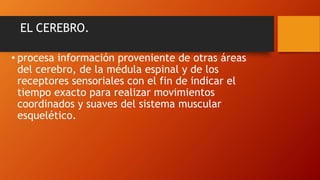 EL CEREBRO.
• procesa información proveniente de otras áreas
del cerebro, de la médula espinal y de los
receptores sensoriales con el fin de indicar el
tiempo exacto para realizar movimientos
coordinados y suaves del sistema muscular
esquelético.
 