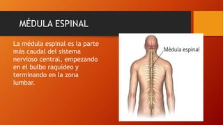 La médula espinal es la parte
más caudal del sistema
nervioso central, empezando
en el bulbo raquídeo y
terminando en la zona
lumbar.
MÉDULA ESPINAL
 