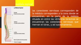 médula espinal
las conexiones nerviosas corresponden de
la médula corresponden a la zona donde se
encuentran. en la parte de la médula
situada en entre las vértebras torácicas se
encuentran las conexiones nerviosas que
inervan el tórax, y así sucesivamente.
 