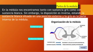 Partes de la médula
En la médula nos encontramos tanto con sustancia gris como con
sustancia blanca. Sin embargo, la disposición es inversa, estando la
sustancia blanca situada en una posición externa y la gris en la parte
interna de la médula.
Sustancia gris
Sustancia blanca
 