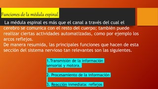 Funciones de la médula espinal
La médula espinal es más que el canal a través del cual el
cerebro se comunica con el resto del cuerpo; también puede
realizar ciertas actividades automatizadas, como por ejemplo los
arcos reflejos.
De manera resumida, las principales funciones que hacen de esta
sección del sistema nervioso tan relevantes son las siguientes.
1.Transmisión de la información
sensorial y motora.
2. Procesamiento de la información
3. Reacción inmediata: reflejos
 