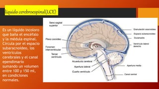 líquido cerebroespinal(LCE)
Es un líquido incoloro
que baña el encéfalo
y la médula espinal.
Circula por el espacio
subaracnoideo, los
ventrículos
cerebrales y el canal
ependimario
sumando un volumen
entre 100 y 150 ml,
en condiciones
normales.
 