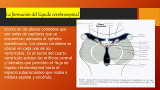 La formación del líquido cerebroespinal
Ocurre en los plexos coroideos que
son redes de capilares que se
encuentran adosados al epitelio
ependimario. Los plexos coroideos se
ubican en cada uno de los
ventrículos. En el techo del cuarto
ventrículo existen los orificios central
y laterales que permiten el flujo de
líquido cerebroespinal hacia el
espacio subaracnoideo que rodea a
médula espinal y encéfalo.
 