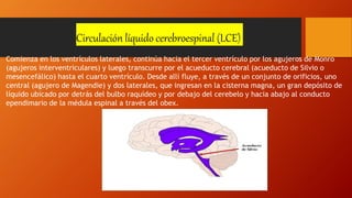 Circulación líquido cerebroespinal (LCE)
Comienza en los ventrículos laterales, continúa hacia el tercer ventrículo por los agujeros de Monro
(agujeros interventriculares) y luego transcurre por el acueducto cerebral (acueducto de Silvio o
mesencefálico) hasta el cuarto ventrículo. Desde allí fluye, a través de un conjunto de orificios, uno
central (agujero de Magendie) y dos laterales, que ingresan en la cisterna magna, un gran depósito de
líquido ubicado por detrás del bulbo raquídeo y por debajo del cerebelo y hacia abajo al conducto
ependimario de la médula espinal a través del obex.
 
