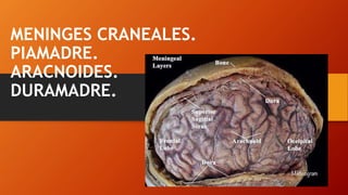 MENINGES CRANEALES.
PIAMADRE.
ARACNOIDES.
DURAMADRE.
 