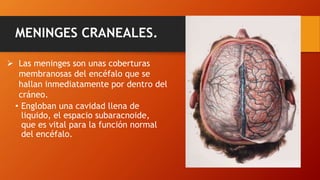 MENINGES CRANEALES.
• Engloban una cavidad llena de
liquido, el espacio subaracnoide,
que es vital para la función normal
del encéfalo.
 Las meninges son unas coberturas
membranosas del encéfalo que se
hallan inmediatamente por dentro del
cráneo.
 