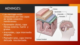 MENINGES:
• Las meninges están
compuestas por tres capas
de tejido conectivo
membranoso:
• Duramadre (dura), capa
fibrosa externa, fuerte y
gruesa.
• Aracnoides, capa intermedia
delgada.
• Piamadre (pia), capa interna
delicada vascularizada.
 